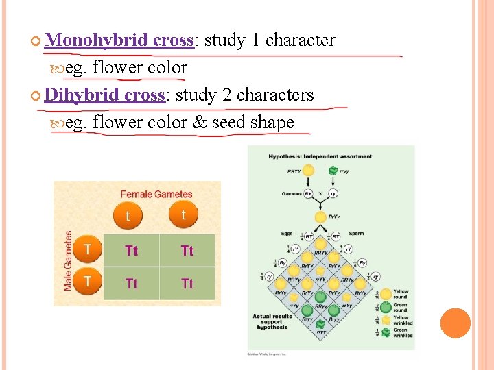 Monohybrid cross: study 1 character eg. flower color Dihybrid cross: study 2 characters