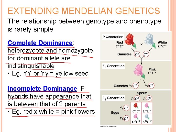 EXTENDING MENDELIAN GENETICS The relationship between genotype and phenotype is rarely simple Complete Dominance: