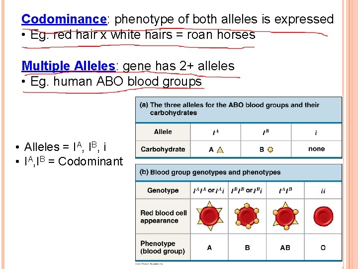 Codominance: phenotype of both alleles is expressed • Eg. red hair x white hairs