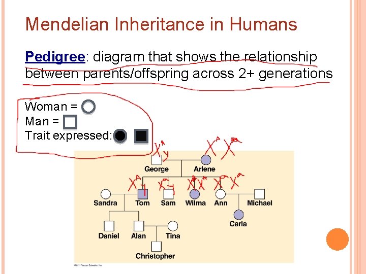 Mendelian Inheritance in Humans Pedigree: diagram that shows the relationship between parents/offspring across 2+