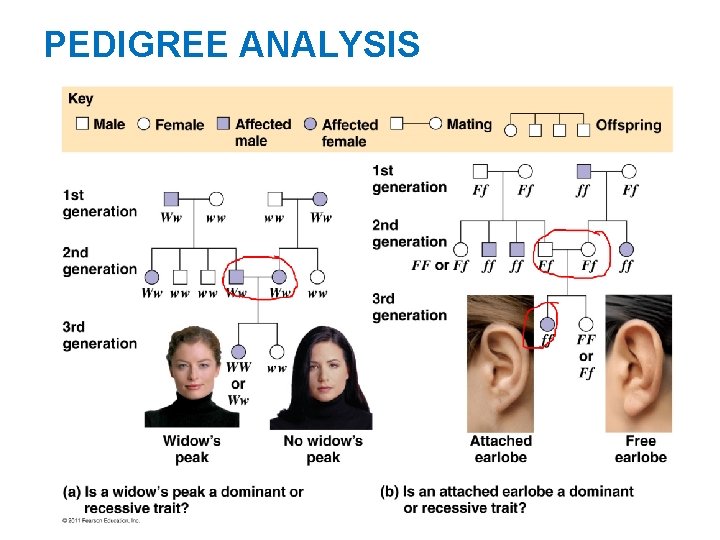 PEDIGREE ANALYSIS 