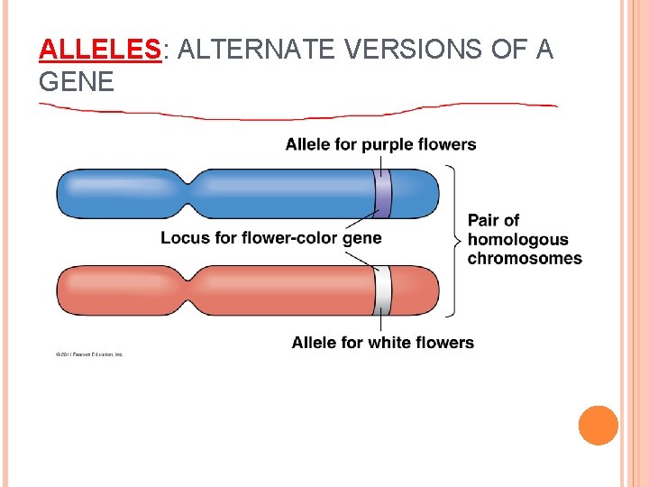 ALLELES: ALTERNATE VERSIONS OF A GENE 