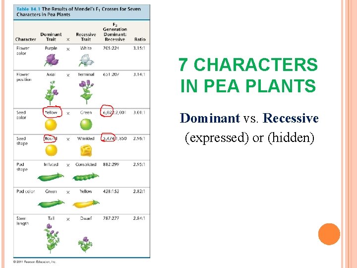 7 CHARACTERS IN PEA PLANTS Dominant vs. Recessive (expressed) or (hidden) 