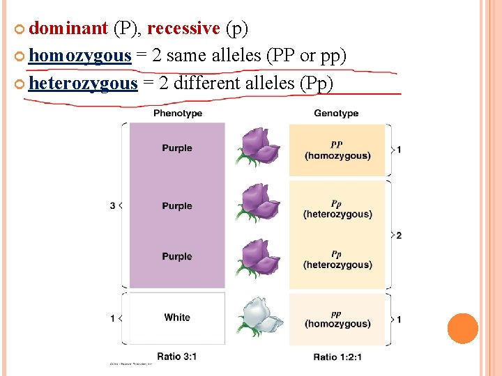  dominant (P), recessive (p) homozygous = 2 same alleles (PP or pp) heterozygous