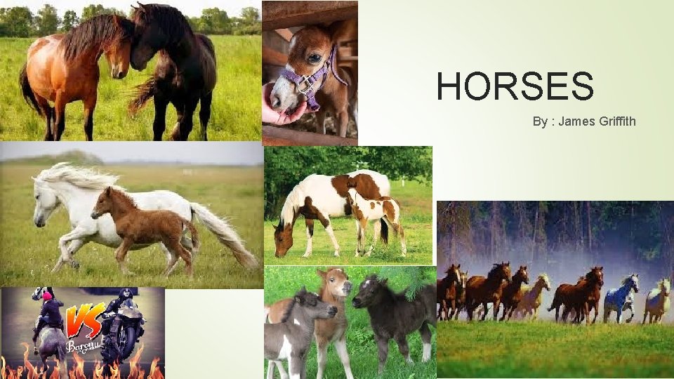 HORSES By : James Griffith 