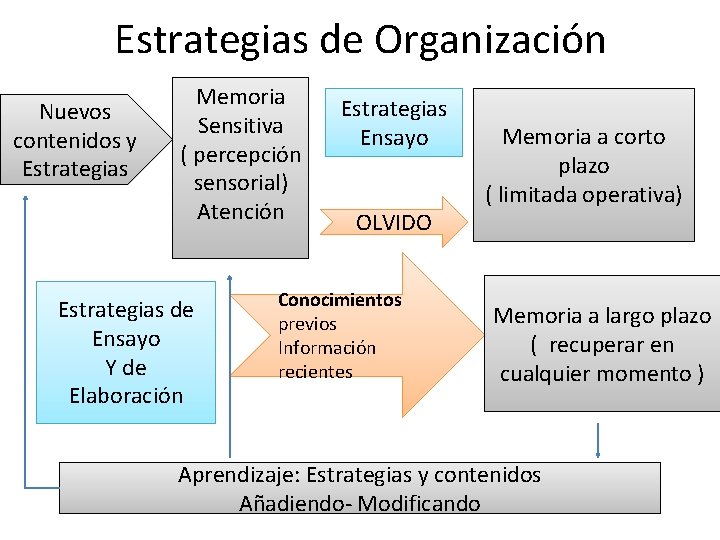 Estrategias de Organización Nuevos contenidos y Estrategias Memoria Sensitiva ( percepción sensorial) Atención Estrategias