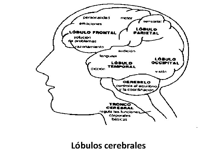 Lóbulos cerebrales 