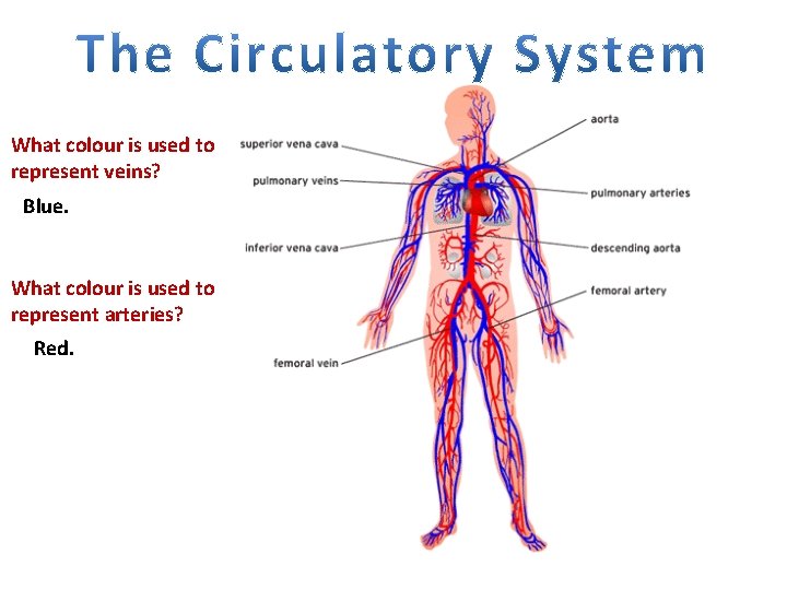 What colour is used to represent veins? Blue. What colour is used to represent