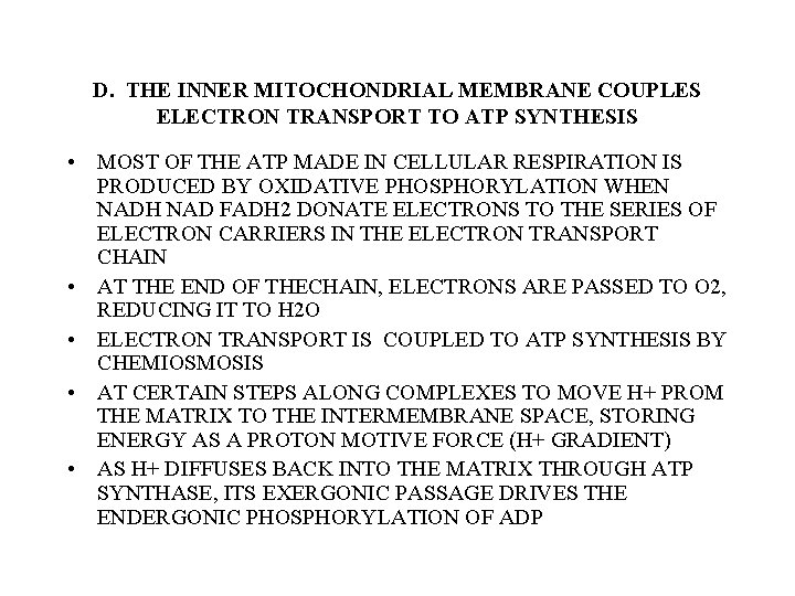 D. THE INNER MITOCHONDRIAL MEMBRANE COUPLES ELECTRON TRANSPORT TO ATP SYNTHESIS • MOST OF D. THE INNER MITOCHONDRIAL MEMBRANE COUPLES ELECTRON TRANSPORT TO ATP SYNTHESIS • MOST OF