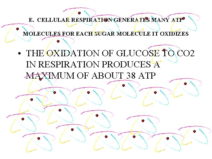 E. CELLULAR RESPIRATION GENERATES MANY ATP MOLECULES FOR EACH SUGAR MOLECULE IT OXIDIZES • E. CELLULAR RESPIRATION GENERATES MANY ATP MOLECULES FOR EACH SUGAR MOLECULE IT OXIDIZES •