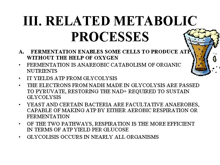 III. RELATED METABOLIC PROCESSES A. • • • FERMENTATION ENABLES SOME CELLS TO PRODUCE III. RELATED METABOLIC PROCESSES A. • • • FERMENTATION ENABLES SOME CELLS TO PRODUCE
