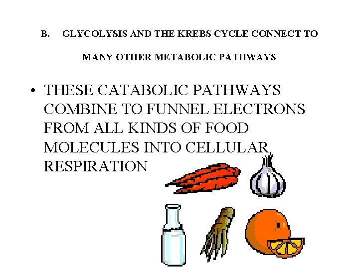 B. GLYCOLYSIS AND THE KREBS CYCLE CONNECT TO MANY OTHER METABOLIC PATHWAYS • THESE B. GLYCOLYSIS AND THE KREBS CYCLE CONNECT TO MANY OTHER METABOLIC PATHWAYS • THESE