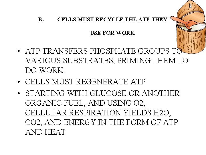 B. CELLS MUST RECYCLE THE ATP THEY USE FOR WORK • ATP TRANSFERS PHOSPHATE B. CELLS MUST RECYCLE THE ATP THEY USE FOR WORK • ATP TRANSFERS PHOSPHATE