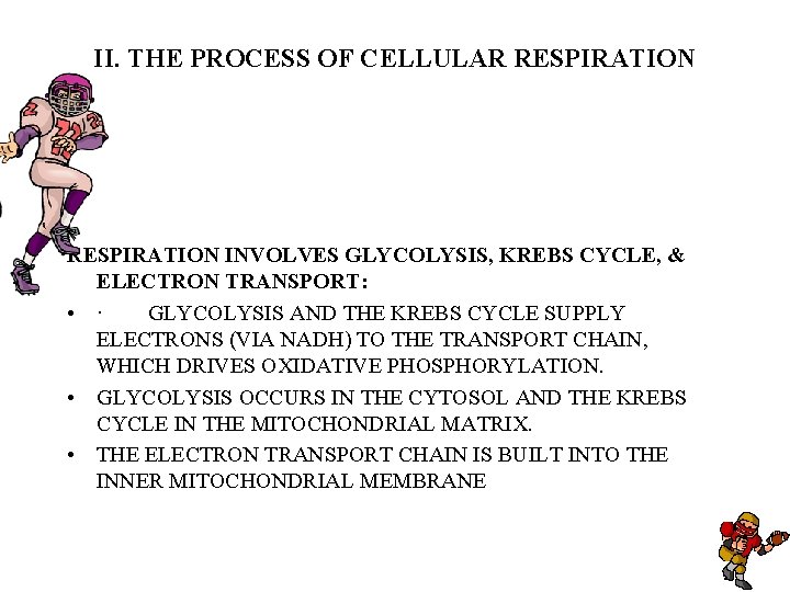 II. THE PROCESS OF CELLULAR RESPIRATION INVOLVES GLYCOLYSIS, KREBS CYCLE, & ELECTRON TRANSPORT: • II. THE PROCESS OF CELLULAR RESPIRATION INVOLVES GLYCOLYSIS, KREBS CYCLE, & ELECTRON TRANSPORT: •