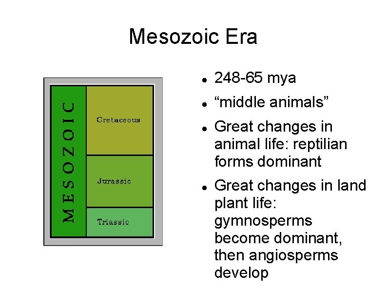 Mesozoic Era 248 -65 mya “middle animals” Great changes in animal life: reptilian forms