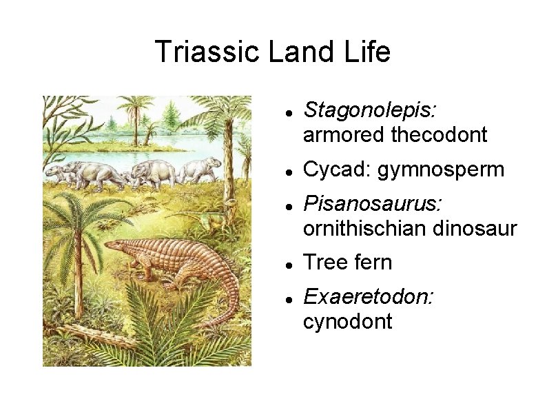 Triassic Land Life Stagonolepis: armored thecodont Cycad: gymnosperm Pisanosaurus: ornithischian dinosaur Tree fern Exaeretodon: