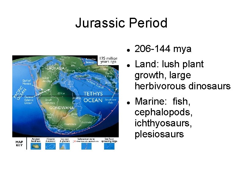 Jurassic Period 206 -144 mya Land: lush plant growth, large herbivorous dinosaurs Marine: fish,