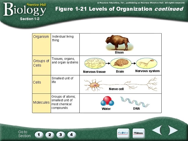 Figure 1 -21 Levels of Organization continued Section 1 -3 Organism Individual living thing