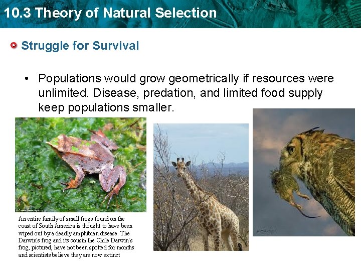 10. 3 Theory of Natural Selection Struggle for Survival • Populations would grow geometrically 10. 3 Theory of Natural Selection Struggle for Survival • Populations would grow geometrically