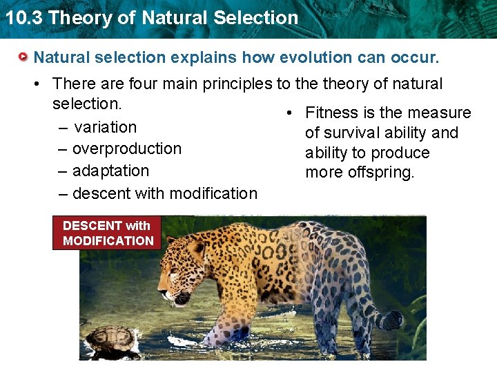 10. 3 Theory of Natural Selection Natural selection explains how evolution can occur. • 10. 3 Theory of Natural Selection Natural selection explains how evolution can occur. •