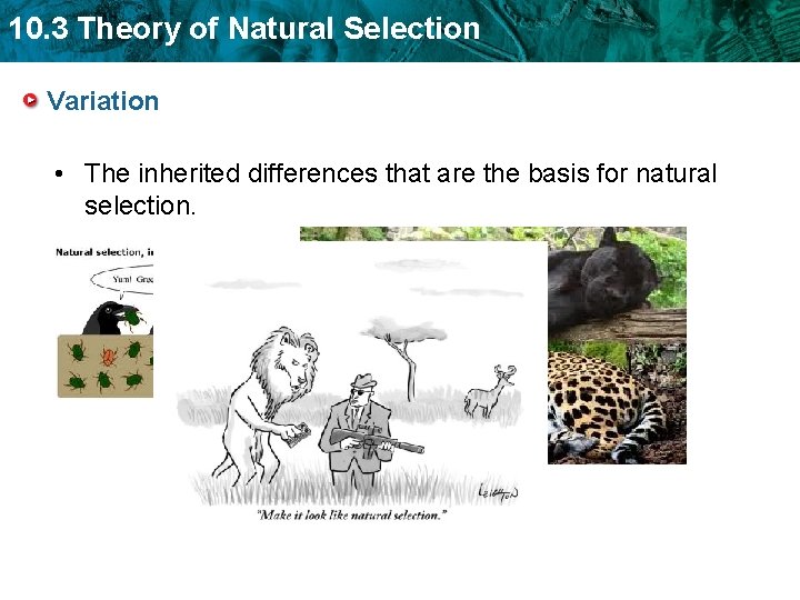 10. 3 Theory of Natural Selection Variation • The inherited differences that are the 10. 3 Theory of Natural Selection Variation • The inherited differences that are the