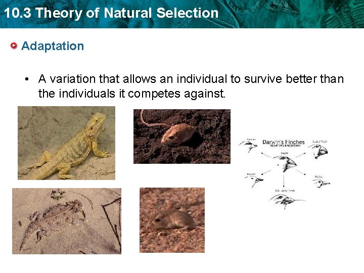 10. 3 Theory of Natural Selection Adaptation • A variation that allows an individual 10. 3 Theory of Natural Selection Adaptation • A variation that allows an individual