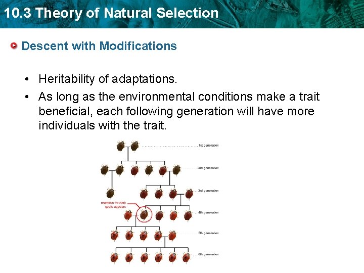 10. 3 Theory of Natural Selection Descent with Modifications • Heritability of adaptations. • 10. 3 Theory of Natural Selection Descent with Modifications • Heritability of adaptations. •