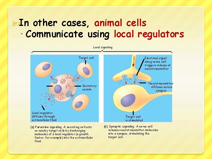  In other cases, animal cells Communicate using local regulators Local signaling Target cell
