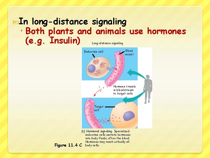  In long-distance signaling Both plants and animals use hormones (e. g. Insulin) Long-distance