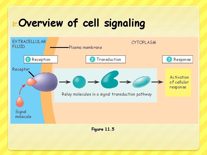  Overview EXTRACELLULAR FLUID 1 Reception of cell signaling Plasma membrane CYTOPLASM 2 Transduction