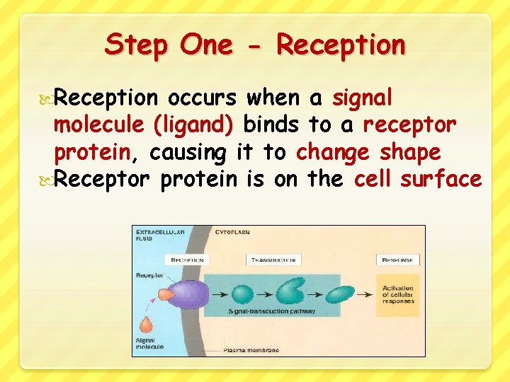 Step One - Reception occurs when a signal molecule (ligand) binds to a receptor