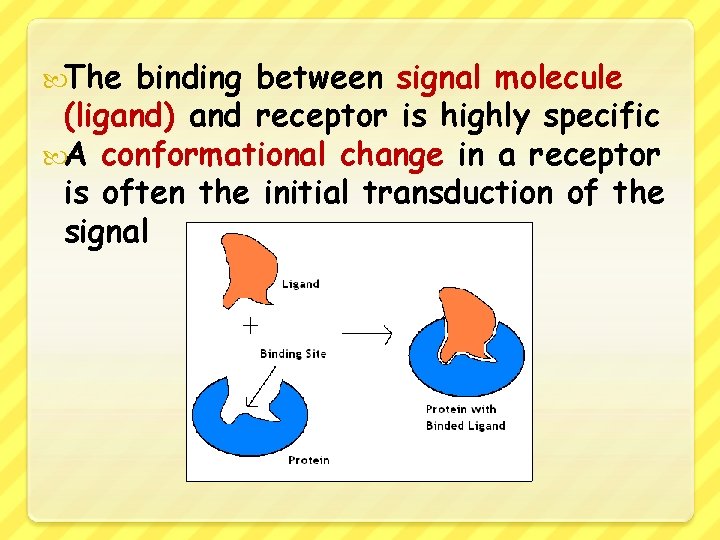  The binding between signal molecule (ligand) and receptor is highly specific A conformational