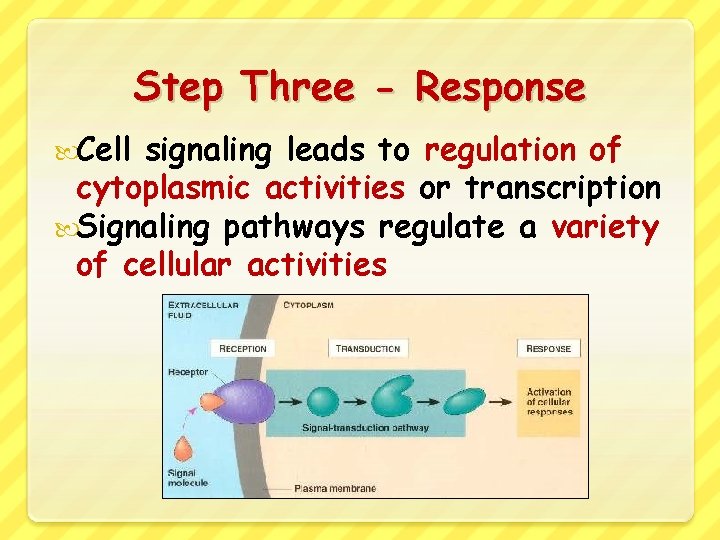Step Three - Response Cell signaling leads to regulation of cytoplasmic activities or transcription