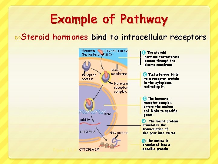 Example of Pathway Steroid hormones bind to intracellular receptors Hormone EXTRACELLULAR (testosterone) FLUID Receptor
