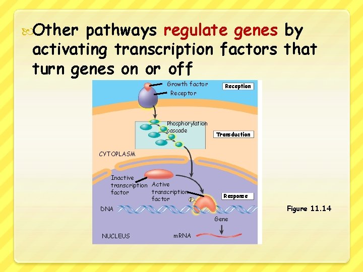  Other pathways regulate genes by activating transcription factors that turn genes on or