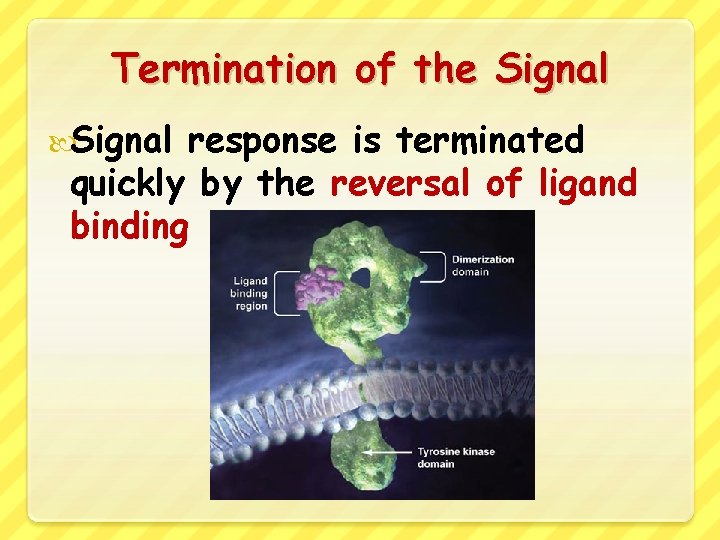 Termination of the Signal response is terminated quickly by the reversal of ligand binding
