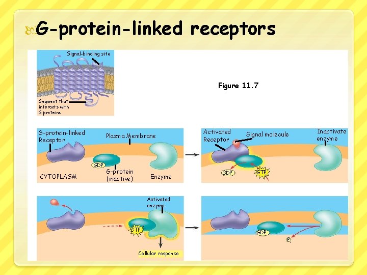  G-protein-linked receptors Signal-binding site Figure 11. 7 Segment that interacts with G proteins