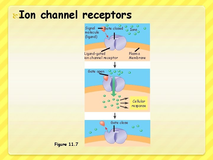  Ion channel receptors Signal molecule (ligand) Gate closed Ligand-gated ion channel receptor Ions