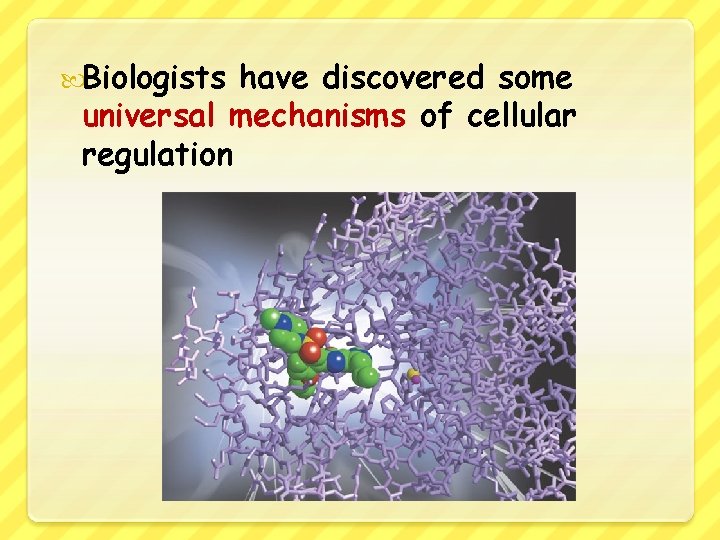  Biologists have discovered some universal mechanisms of cellular regulation 