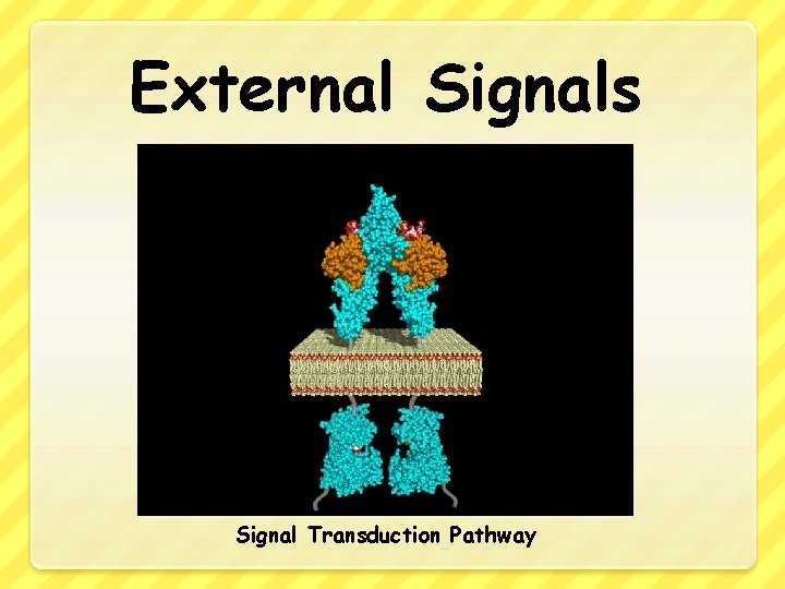 External Signals Signal Transduction Pathway 