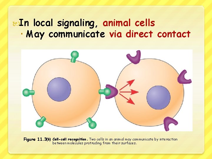 In local signaling, animal cells May communicate via direct contact Figure 11. 3(b)