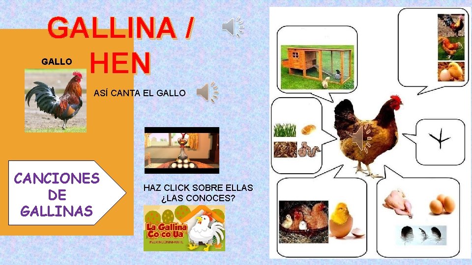 GALLINA / HEN GALLO ASÍ CANTA EL GALLO CANCIONES DE GALLINAS HAZ CLICK SOBRE