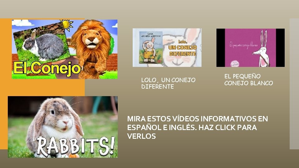 LOLO, UN CONEJO DIFERENTE EL PEQUEÑO CONEJO BLANCO MIRA ESTOS VÍDEOS INFORMATIVOS EN ESPAÑOL