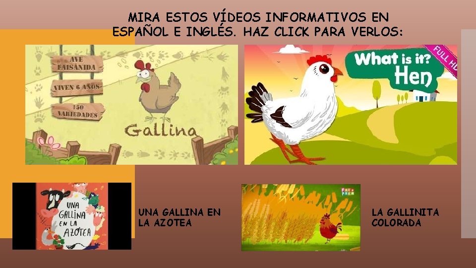 MIRA ESTOS VÍDEOS INFORMATIVOS EN ESPAÑOL E INGLÉS. HAZ CLICK PARA VERLOS: UNA GALLINA