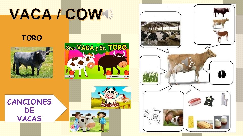 VACA / COW TORO CANCIONES DE VACAS 