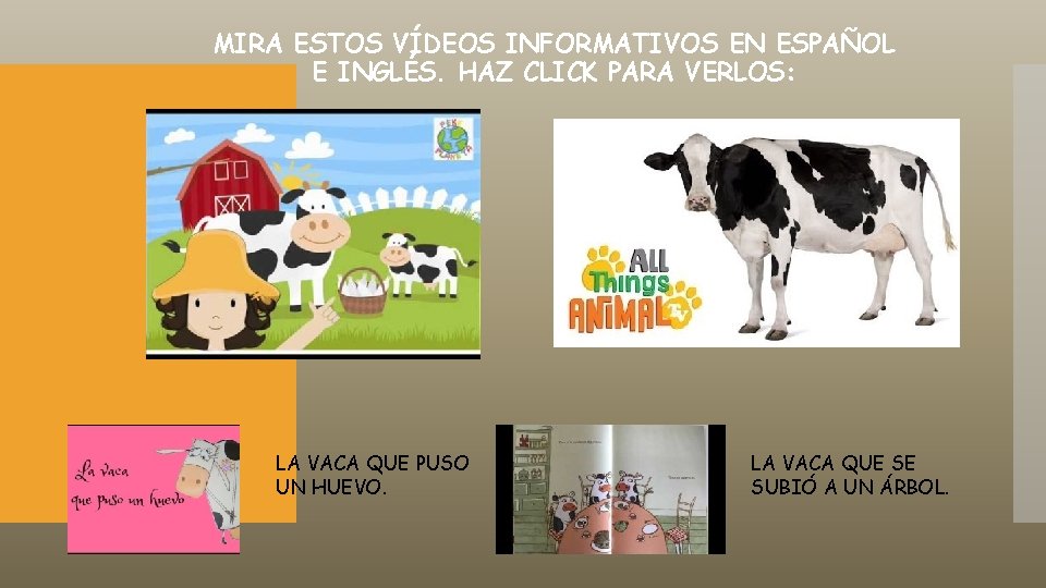 MIRA ESTOS VÍDEOS INFORMATIVOS EN ESPAÑOL E INGLÉS. HAZ CLICK PARA VERLOS: LA VACA