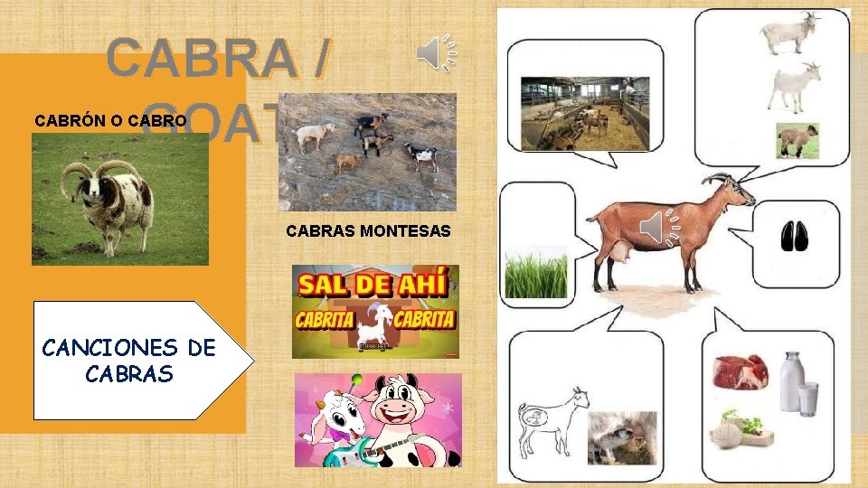 CABRA / GOAT CABRÓN O CABRAS MONTESAS CANCIONES DE CABRAS 