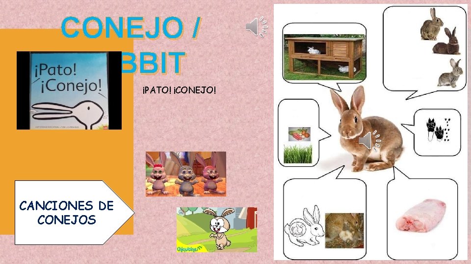 CONEJO / RABBIT ¡PATO! ¡CONEJO! CANCIONES DE CONEJOS 