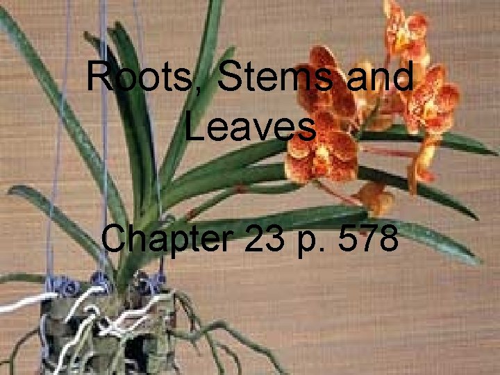 Roots, Stems and Leaves Chapter 23 p. 578 