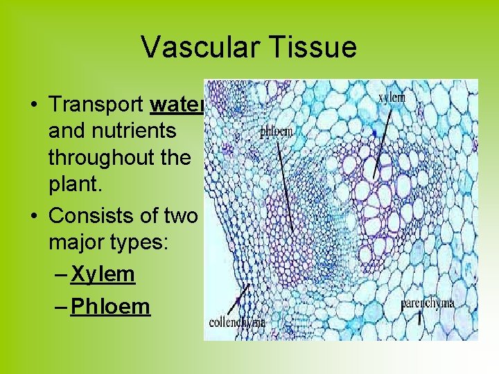 Vascular Tissue • Transport water and nutrients throughout the plant. • Consists of two